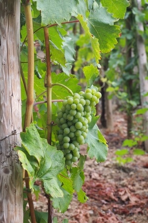 Viognier